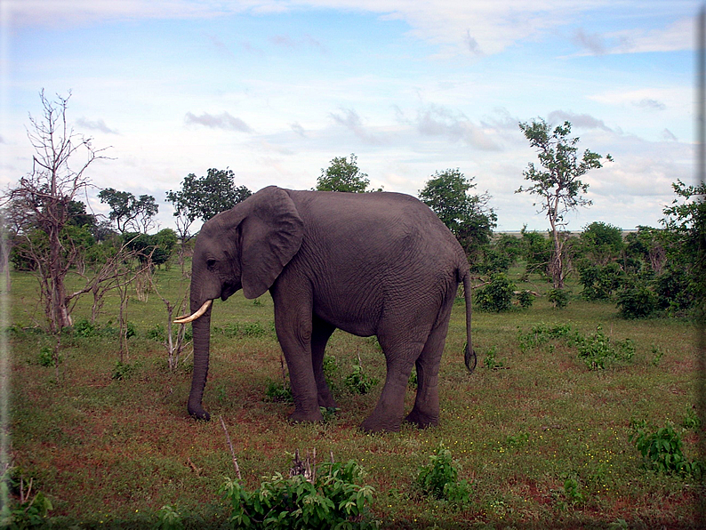 foto Parco nazionale del Chobe